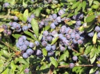 blackthorn (Prunus spinosa) Kenneth Noble